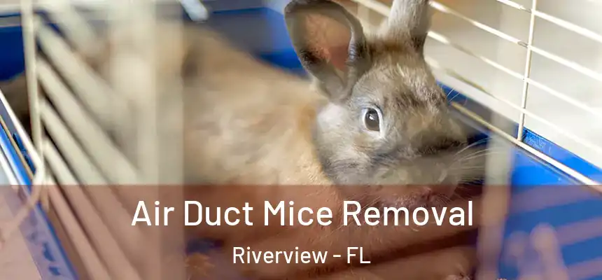 Air Duct Mice Removal Riverview - FL