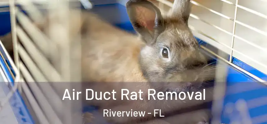 Air Duct Rat Removal Riverview - FL