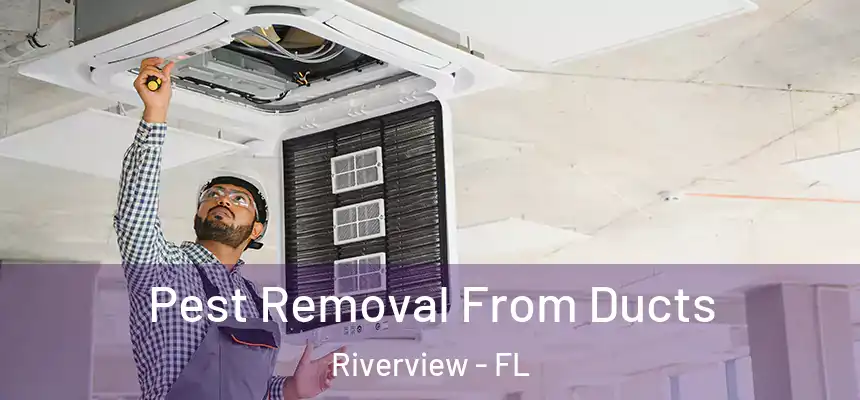 Pest Removal From Ducts Riverview - FL