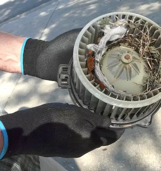 About Air Duct Rat Removal in Riverview, FL